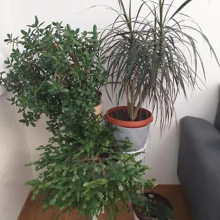 Trosoban Sarajevo, Ilidza Centar Apartman Szarajevó